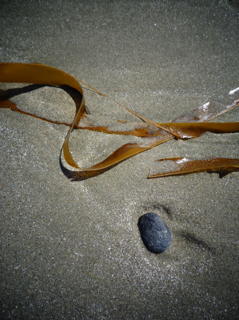 Close up of the beach sands with seaweed